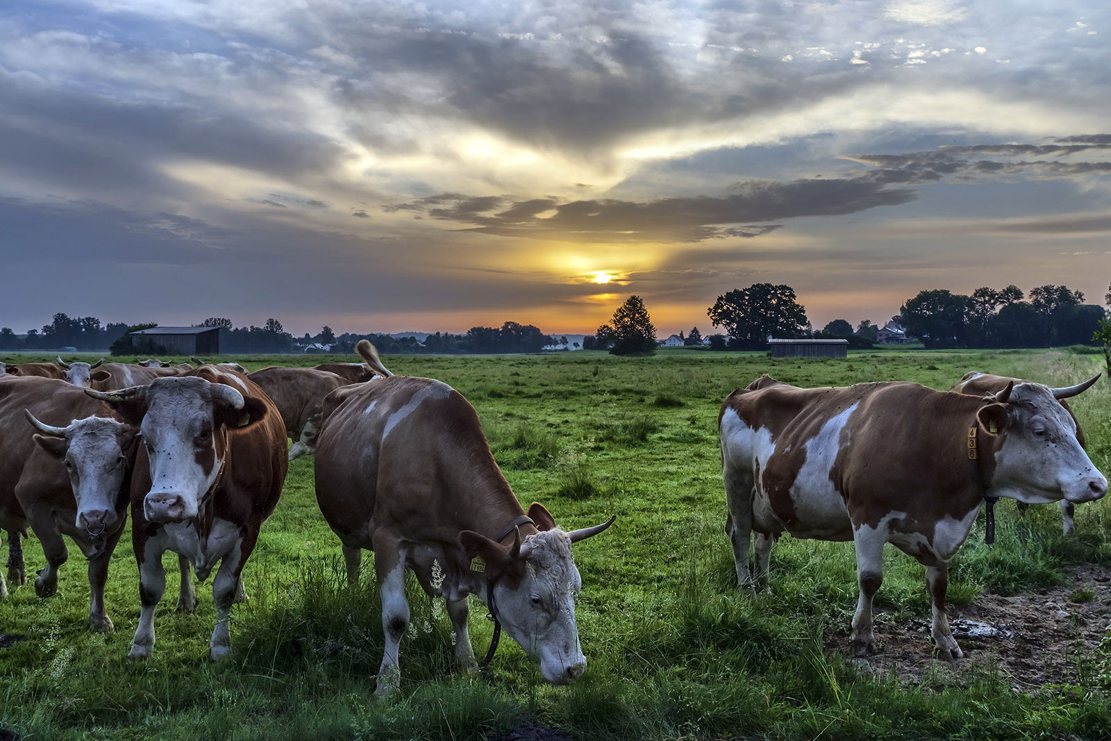 Sharing the Blessings of Qurbani 2025 